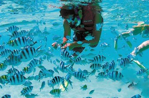 小僵尸射飞鸟
